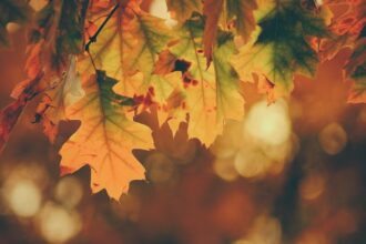 Patents for a Happy Thanksgiving | IP Law Firm | Harness IP autumn leaves and colors celebrating Thanksgiving and patents