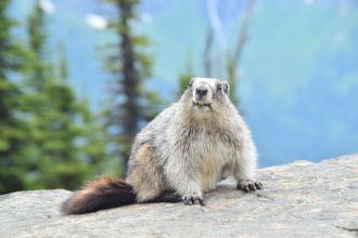 Groundhog Day: Thank you Mr. Sowerby | IP Law Firm | Harness IP a groundhog