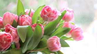 Happy Mother’s Day 2022 | IP Law Firm | Harness IP Pink Tulips | Intellectual Property Law Firm | Harness IP