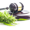 Protecting-Your-Cannabis-Brands_Harness-IP
